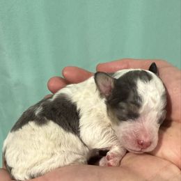 Olaf - male Australian Mountain Doodle puppy in Jerome, Idaho from Tolman Acres