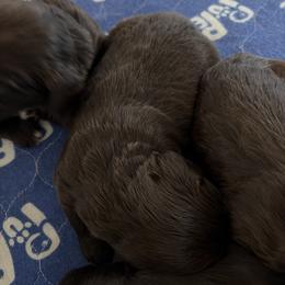 Girl 4 - Chocolate female Boykin Spaniel puppy in Victoria, Minnesota from Northern Flight Boykins
