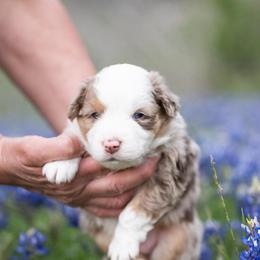 Pecan pie - Red merle male Miniature American Shepherd puppy in Groesbeck, Texas from Epic Miniature American Shepherds