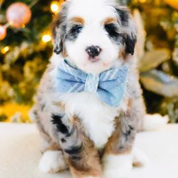 Ross - Blue merle male Aussiedoodle puppy in Diamond Bar, California from Furrytaildoodles