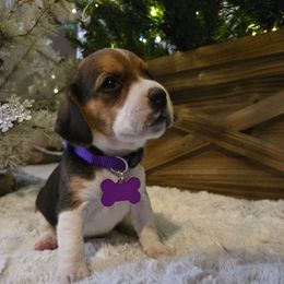 Holly - Black white and tan female Beagle puppy in Bethany, Missouri from Fox Creek Beagles