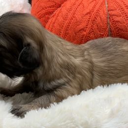 Autumn - Red female Shih Tzu puppy in Monterey, Tennessee from Mountain Laurel Shihtzu