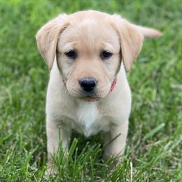 Pink Collar - Labrador Retriever puppy in Mansfield, Missouri from Labradors of Moxley Meadow