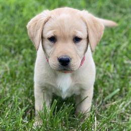 Pink Collar - Labrador Retriever puppy in Mansfield, Missouri from Labradors of Moxley Meadow