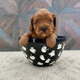Peony - Red female Cavapoo puppy in Beresford, South Dakota from DAKOTA DOOD RANCH