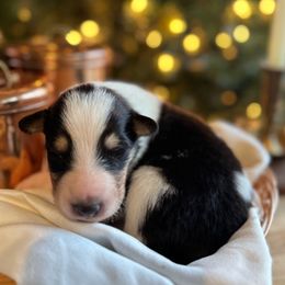 Sven - Black white and tan male Collie puppy in Underwood, Indiana from Third Gen Collies
