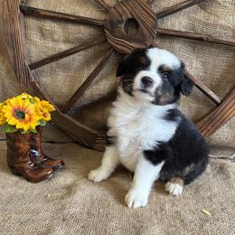 Rowan - Black tri male Miniature American Shepherd puppy in Cowlitz County, Washington from Pleasant Woods Miniature American Shepherds
