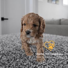 Cockapoo Puppies from Chesley Hill Cockapoos
