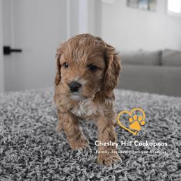 Cockapoo Puppies from Chesley Hill Cockapoos