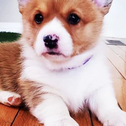 Pembroke Welsh Corgis from Pembroke Tails
