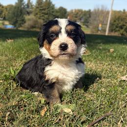 Lucy - Tri-color female Bernedoodle puppy in Lancaster, Missouri from Cavapoo Acres