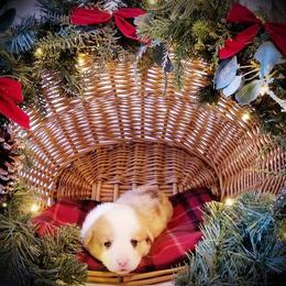American Corgi and Pembroke Welsh Corgi Puppies from Whimsical Treasure Corgis