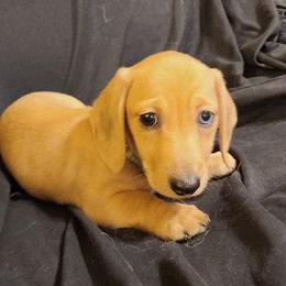 Green Boy - Cream male Dachshund puppy in Buckeye, Arizona from AZ Dachshund Proud