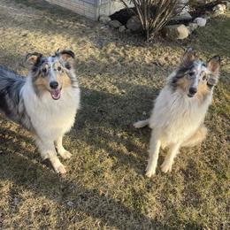 Collie and Yorkshire Terrier All Grown Up from Puppy Dog City