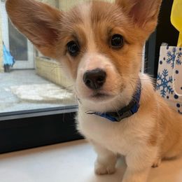 Pembroke Welsh Corgis from Ad Astra NYC