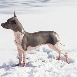 American Hairless Terrier All Grown Up from New Hope Kennel