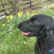 Flat-Coated Retriever puppies from Dahlia Lane Border Collies and Exotic Flat Coated Retrievers