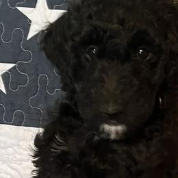 Goldendoodles from Oodles of Doodles