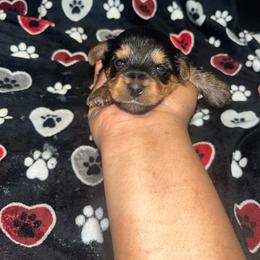 Buster 2000 - Black and tan male Yorkipoo puppy in Gastonia, North Carolina from Dynasty Kennel
