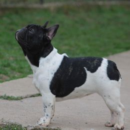 Honey - French Bulldog