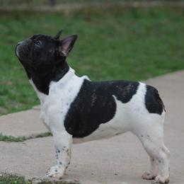 Honey - French Bulldog