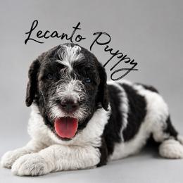 Sgaeyl - Brindle female Poodle puppy in Lecanto, Florida from Lecanto Puppy