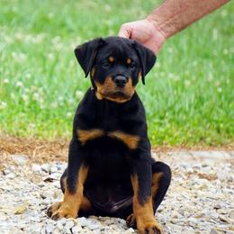 Bohdi - Beautiful Boy - Black and rust male Rottweiler puppy in Frazeysburg, Ohio from Mountain High Kennels