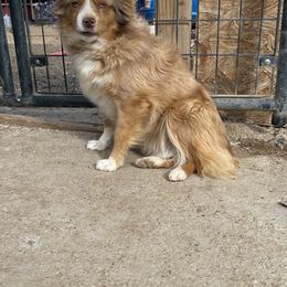 Dually - Toy Australian Shepherd