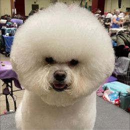 Bichon Frise All Grown Up from Phantom Bichons
