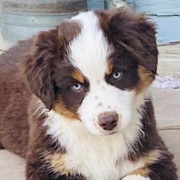 Miniature Australian Shepherds from Sequoia's Lil' Aussies