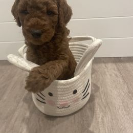 Poodle Puppies from Shamrock’s Poodles