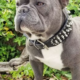 French Bulldogs from Blue Mountain French Bulldogs