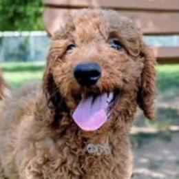 Goldendoodles from BlueCopper Doodles