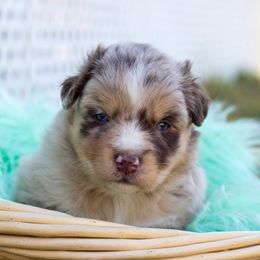 Border Collie, Miniature American Shepherd, and Miniature Australian Shepherd Puppies from Greenbriar Hills