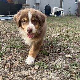 Australian Shepherd Puppies from Ace of Spades Australian Shepherds