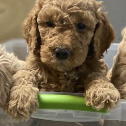 Goldendoodle Puppies from Teddy Bear Goldendoodles