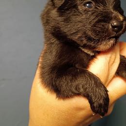Boy 1 - Tri-colored male Pomeranian puppy in Parthenon, Arkansas from Michelle's Poms