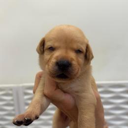 Gus Green Collar - Yellow male Labrador Retriever puppy in Elloree, South Carolina from Moonlight Kennels LLC
