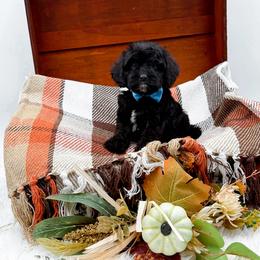 Thatcher - Black male Cavapoo puppy in North Carolina from NC Doodle Puppies