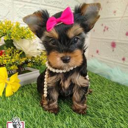 Andrea - Black and tan female Yorkshire Terrier puppy in California from Corazon de gigante