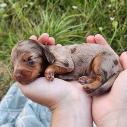 Tabasco - Dapple male Dachshund puppy in Anderson, California from Plum Fields Dachshunds
