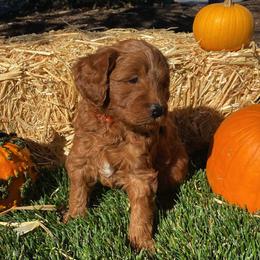 Goldendoodle Puppies from Atkinson Goldendoodles