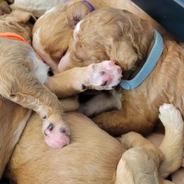 French Bulldog and Goldendoodle Puppies from Good Vibes Puppies