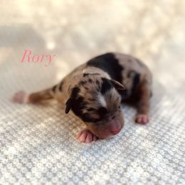 Rory - Blue merle female Australian Shepherd puppy in Uvalda, Georgia from Happy Ours Australian Shepherds
