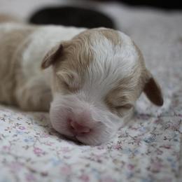 Cockapoo Puppies from Darling Doodles