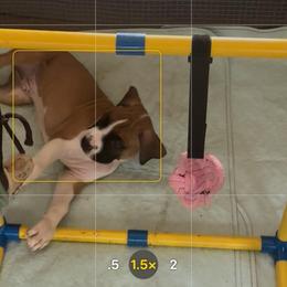AKC Boy 1 - Fawn male Boxer puppy in Plainville, Connecticut from AKC Boxer Club Plainville and Plank trail boxers
