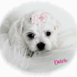 Daisie - White female Maltese puppy in Umatilla, Oregon from Rockin Rivers AKC Maltese & Malshi's
