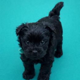Teal girl - Black female Cairn Terrier puppy in Shell Knob, Missouri from Stoneridge Kennel