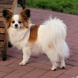 Biewer Terrier and Papillon Puppies from Southern Belle's Biewer Terriers & Papillons