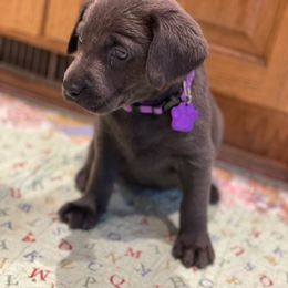 Basset Hound and Labrador Retriever Puppies from Porter Kennels